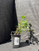 Роза чайно-гибридная Вайт о Хара 